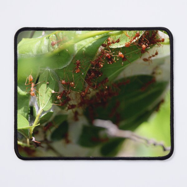 Item preview, Red ants nest in the leaves. designed and sold by VgBingi.