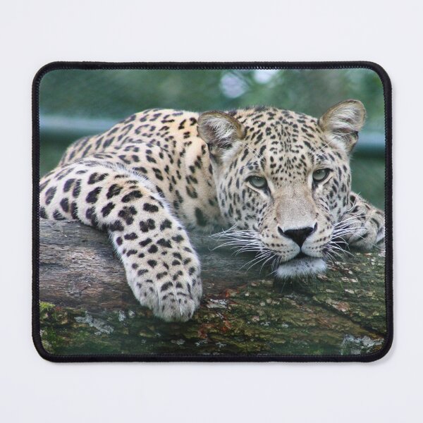 Item preview, felines ,animals#luk&arts animal collection,Dea gift for those you like designed and sold by LUK0arts.