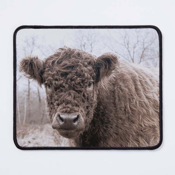 Item preview, portrait of a galloway bovine designed and sold by Ronenvief.