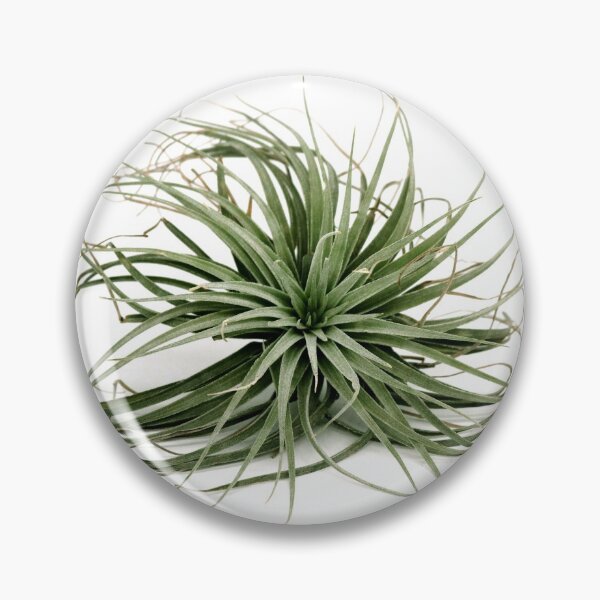 Item preview, Tillandsia air plant designed and sold by Puffy-Puffin.