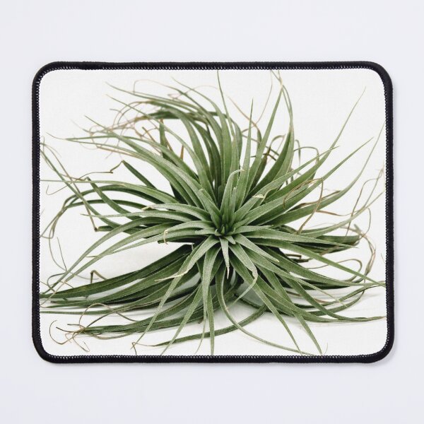 Item preview, Tillandsia air plant designed and sold by Puffy-Puffin.