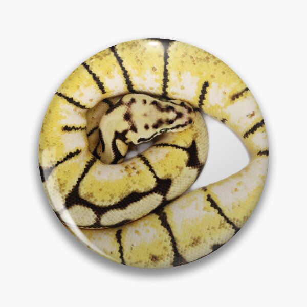 Item preview, Ball python snake designed and sold by Puffy-Puffin.