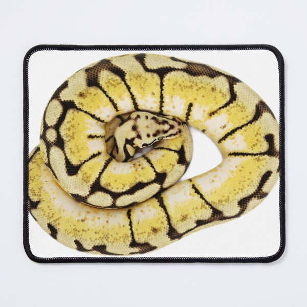 Item preview, Ball python snake designed and sold by Puffy-Puffin.