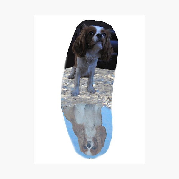 Lucie Puppy Dreams Photographic Print