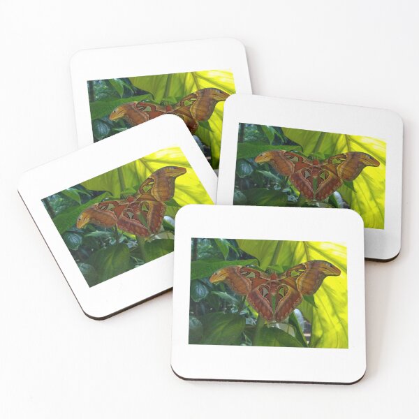 Item preview, Atlas Moth designed and sold by Tiffany-Leigh.