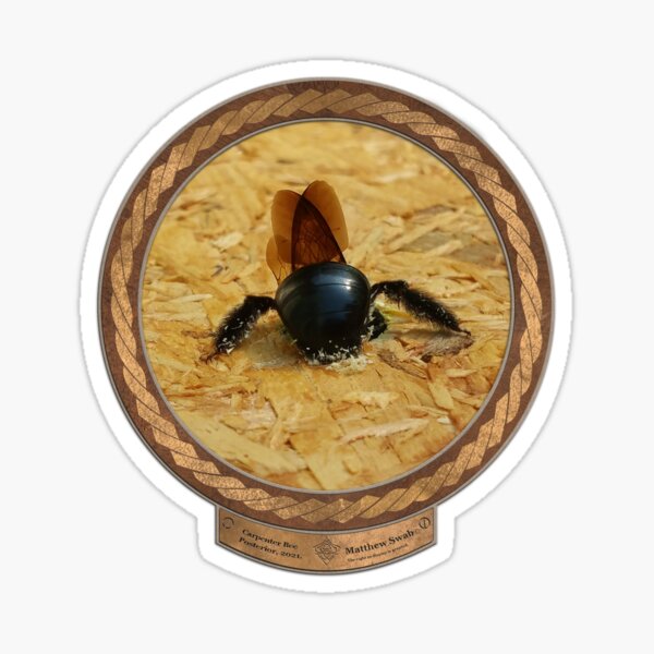 Carpenter Bee Posterior Sticker