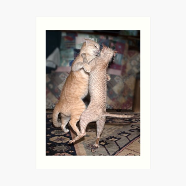 Cover image (cat calendar) Art Print