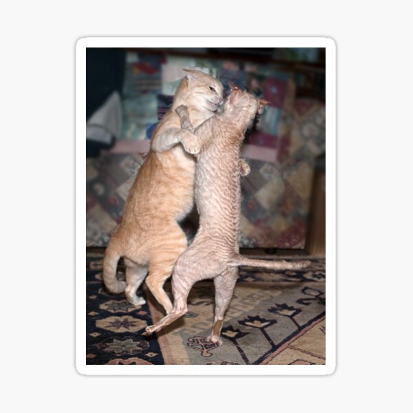 Cover image (cat calendar) Sticker