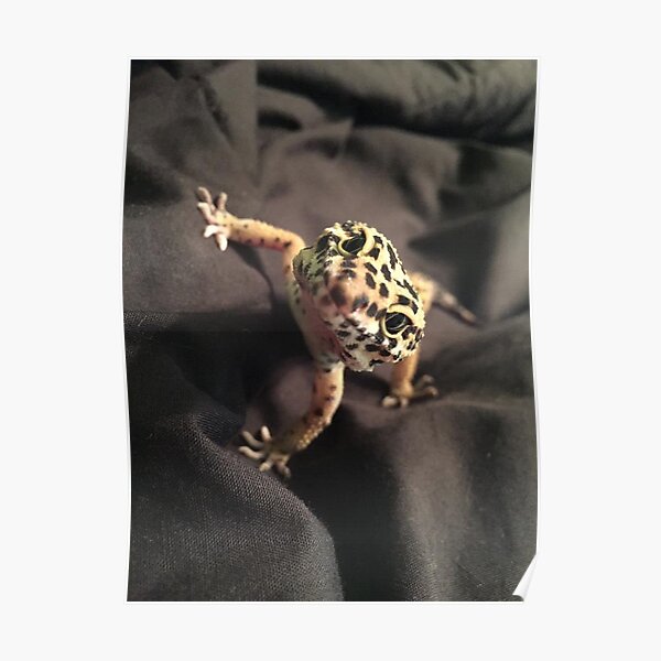 Leopard Gecko Poster