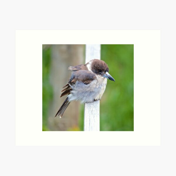 ARTAMIDAE ~ Grey Butcherbird EHUEQBTS by David Irwin Art Print
