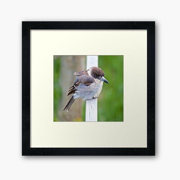 ARTAMIDAE ~ Grey Butcherbird EHUEQBTS by David Irwin Framed Art Print