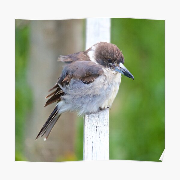 ARTAMIDAE ~ Grey Butcherbird by David Irwin Poster