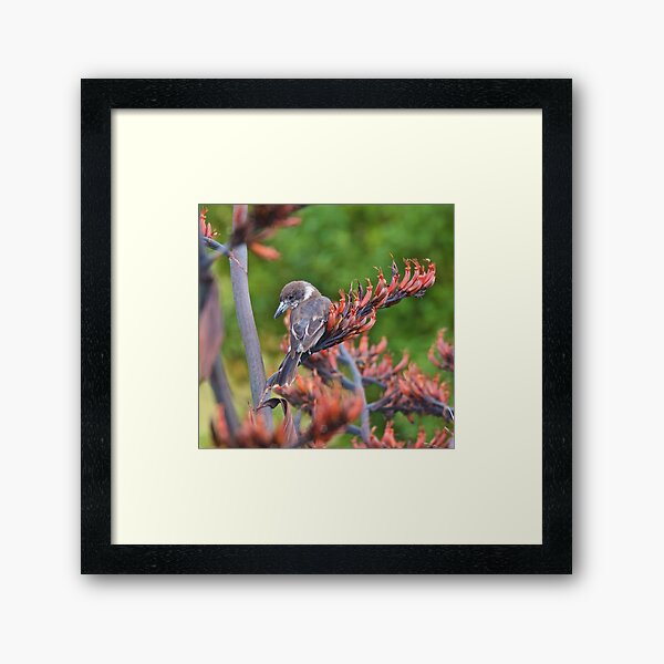 ARTAMIDAE ~ Grey Butcherbird FG73YEM6 by David Irwin ~ WO Framed Art Print