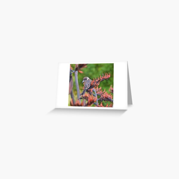 ARTAMIDAE ~ Grey Butcherbird FG73YEM6 by David Irwin ~ WO Greeting Card