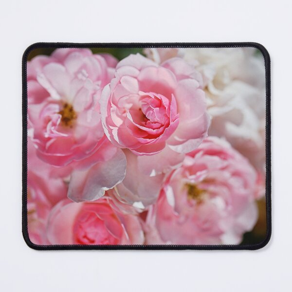 Item preview, Pink With White Standout Roses designed and sold by Joy Watson - Natural Light Photography .