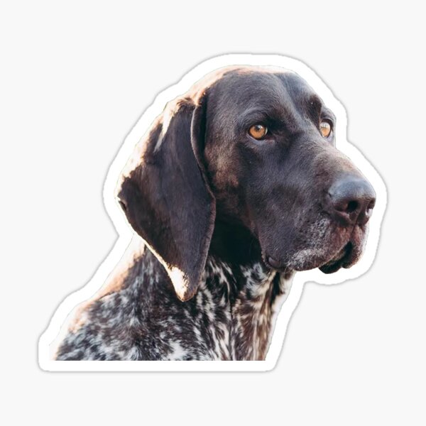 Dog Face : Pointers German Shorthaired Sticker