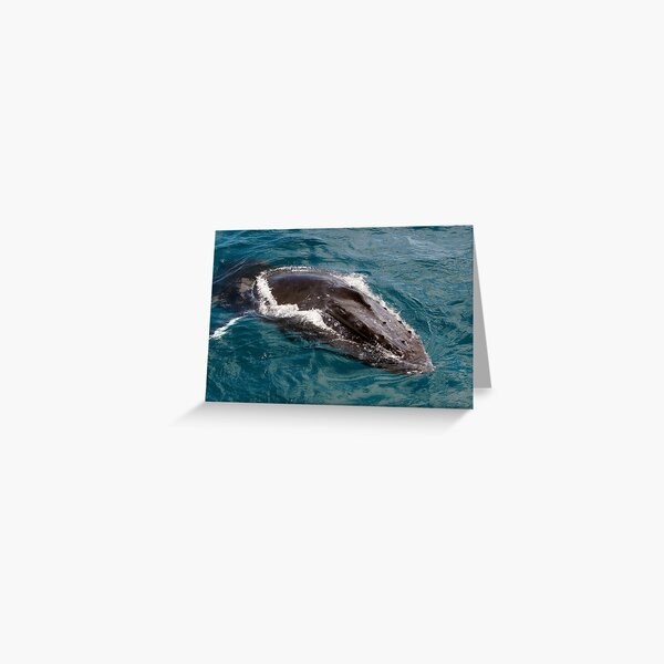 Up Close with a Whale Greeting Card