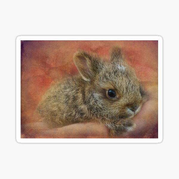 Snowshoe Hare Sticker
