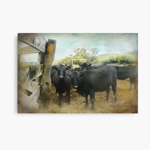What?? Canvas Print