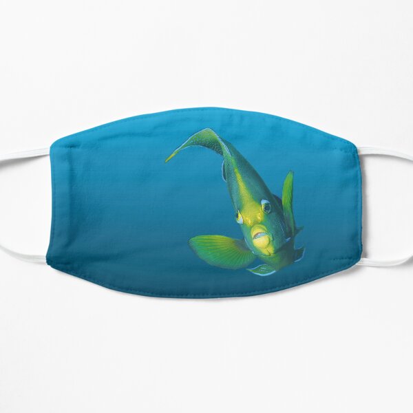 Kaiserfisch | In eleganter Pose vor blauem Hintergrund | Flache Maske