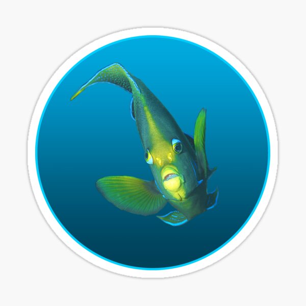 Kaiserfisch | In eleganter Pose vor blauem Hintergrund |  Sticker