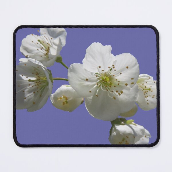 Item preview, cherries in blosssom on ultra violet designed and sold by AHELENE.