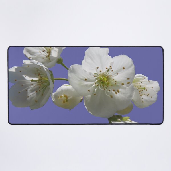 Item preview, cherries in blosssom on ultra violet designed and sold by AHELENE.