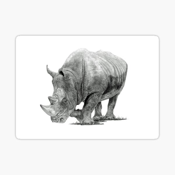 "White Rhino" Sticker by paulstowe Redbubble