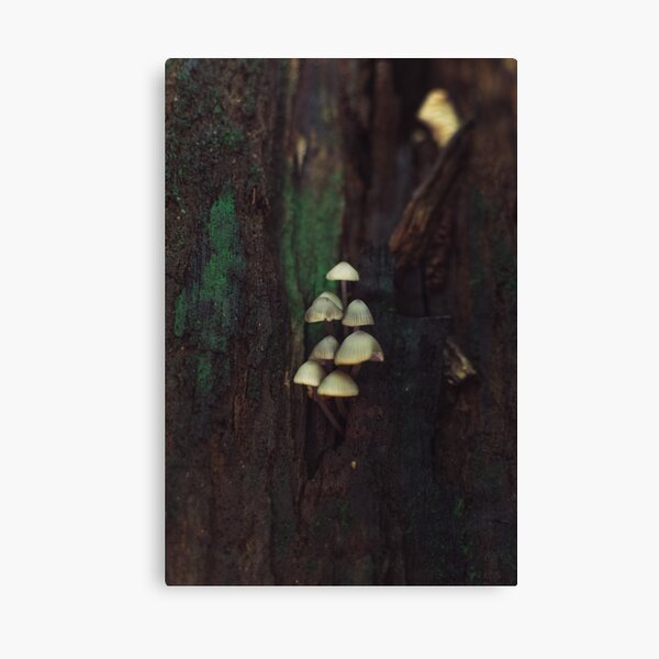 Mushrooms | Nature and Landscape Photography Canvas Print