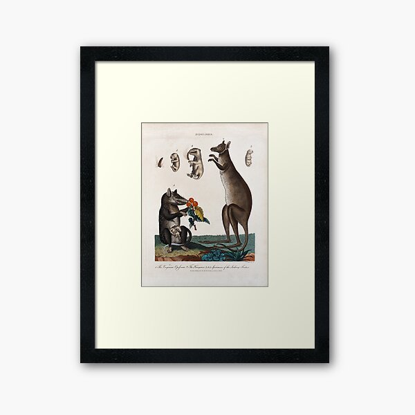 Item preview, Antique Georgian 19th Century Colour engraving Marsupials Print Natural History  designed and sold by CoreImaging.