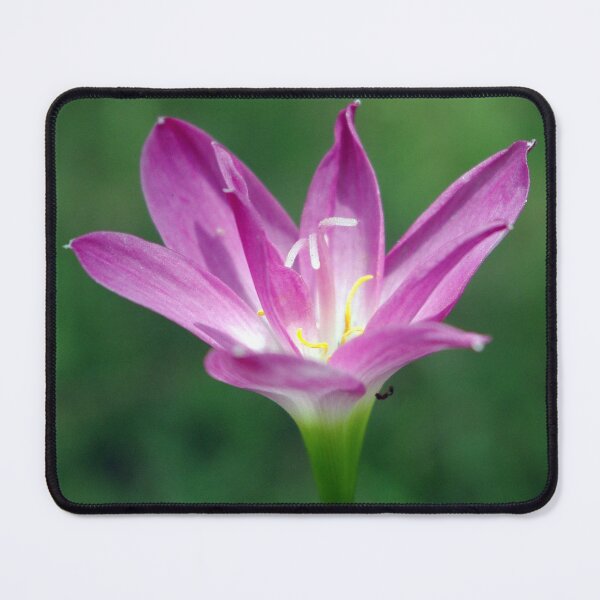 Item preview, Fairly Lily designed and sold by Rainy.