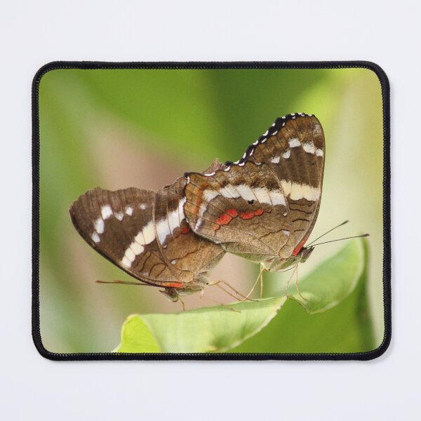 Item preview, Anartia Fatima Butterfly pairing designed and sold by NaturePolarized.
