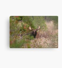 Bull Moose in Algonquin Park, Canada Metal Print