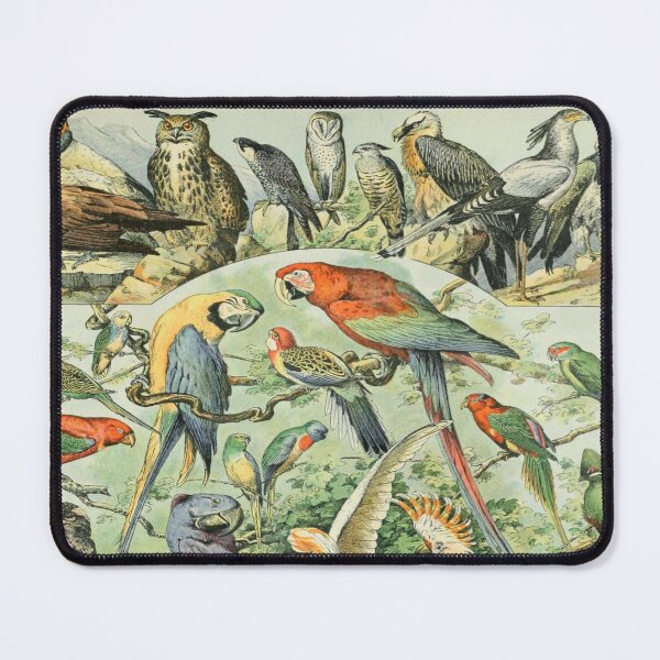 Item preview, Adolphe Millot Oiseaux A - Vintage Birds Enhanced Reproduction designed and sold by molamode.