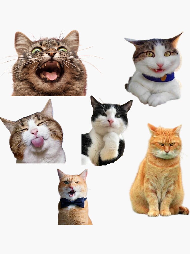 Cat meme Stickers for WhatsApp - Apps on Google Play