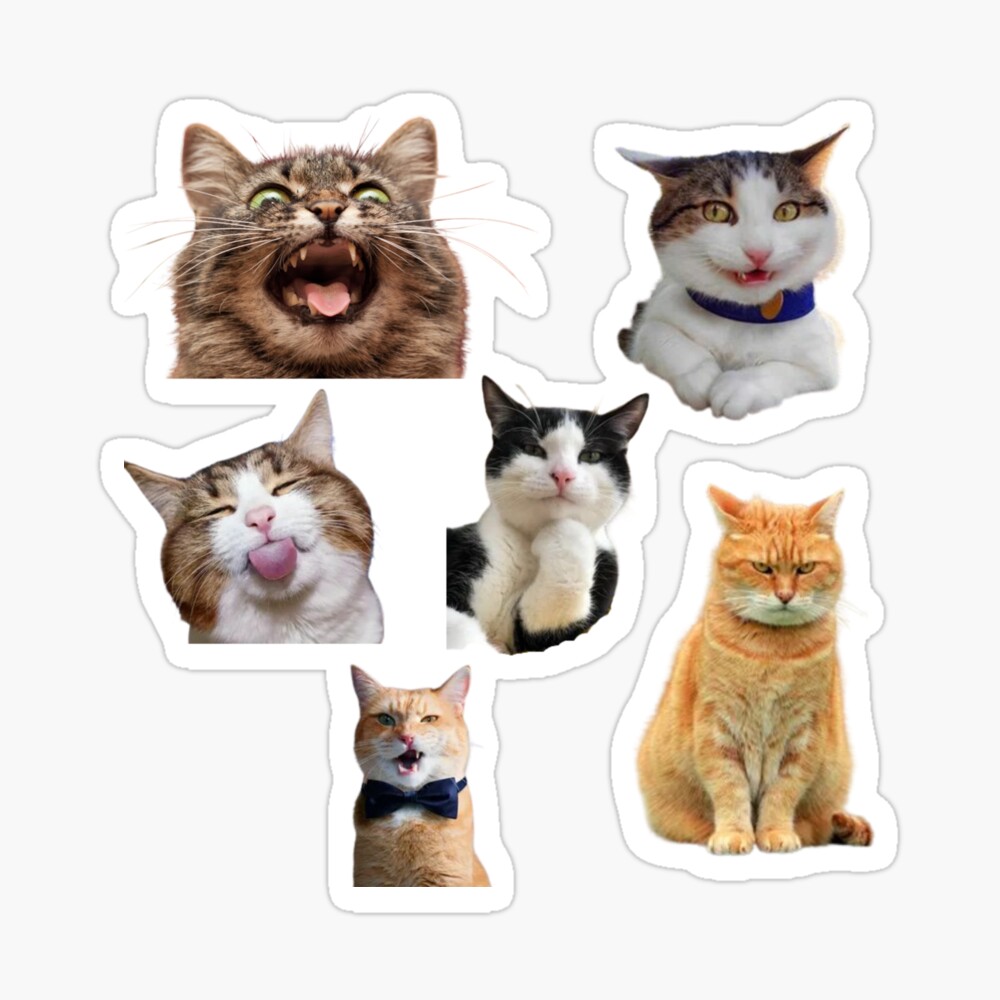 Cat Meme Vinyl Stickers, 54% OFF