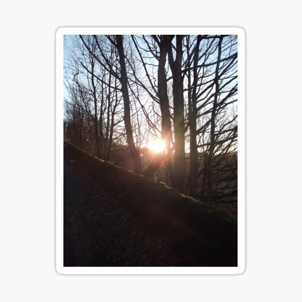 Item preview, Winter trees bathed in sunlight designed and sold by Evekingartist.