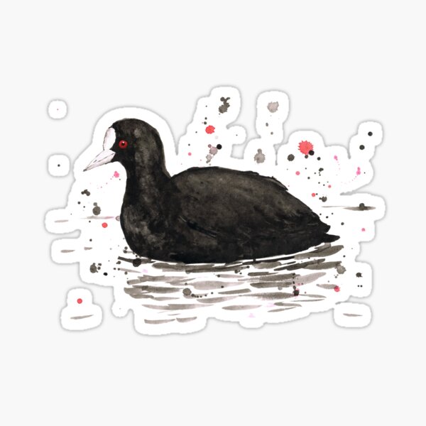 An ink drawing of a common coot. Sticker