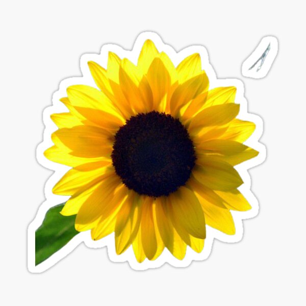 Girasol Gifts & Merchandise for Sale | Redbubble