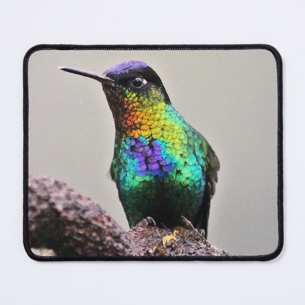 Item preview, I see you, you see me... Fiery Throated Hummingbird designed and sold by NaturePolarized.