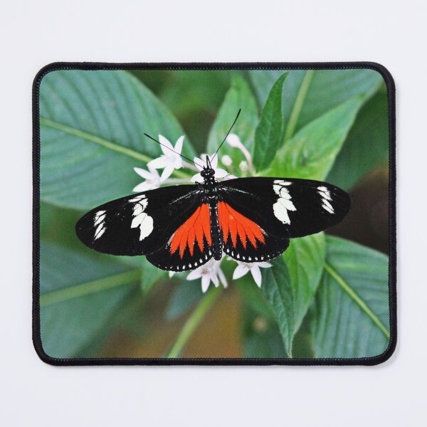 Item preview, Butterfly patterns - Heliconius Hewitsoni designed and sold by NaturePolarized.
