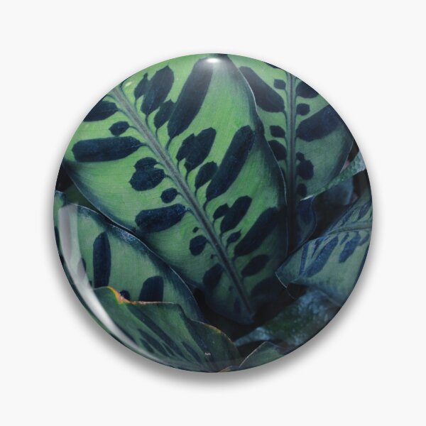 Item preview, Calathea designed and sold by Tessia Photography.