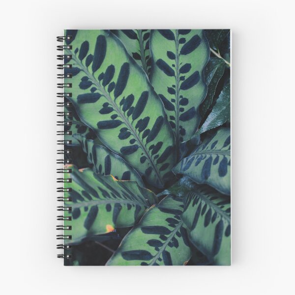 Item preview, Calathea designed and sold by Tessia Photography.