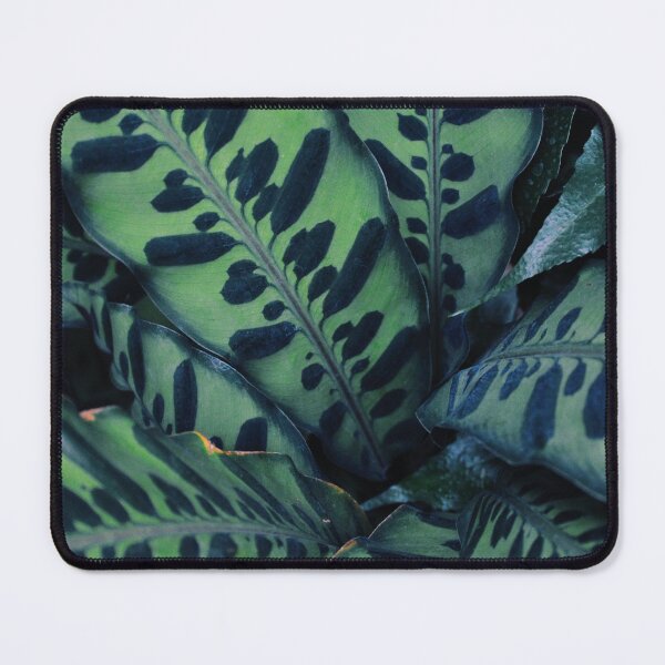 Item preview, Calathea designed and sold by Tessia Photography.