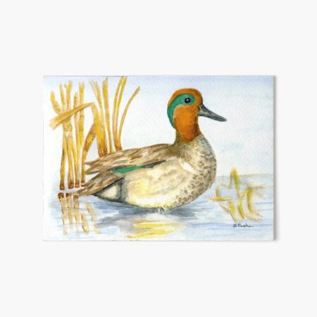 Green Winged Teal Art Board Print