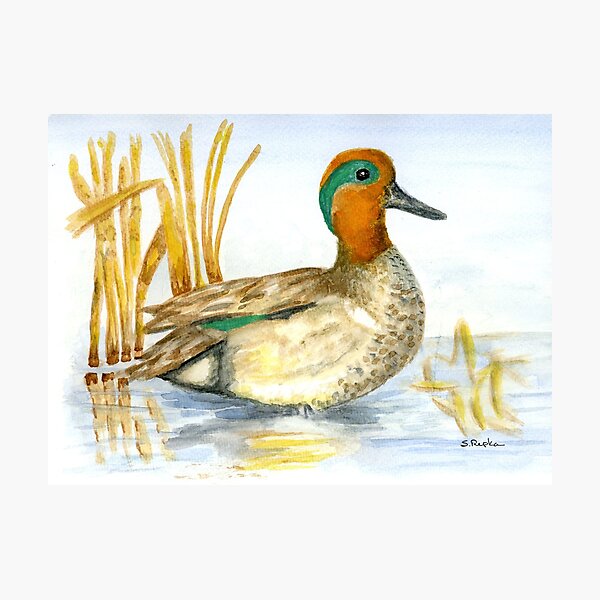 Green Winged Teal  Photographic Print