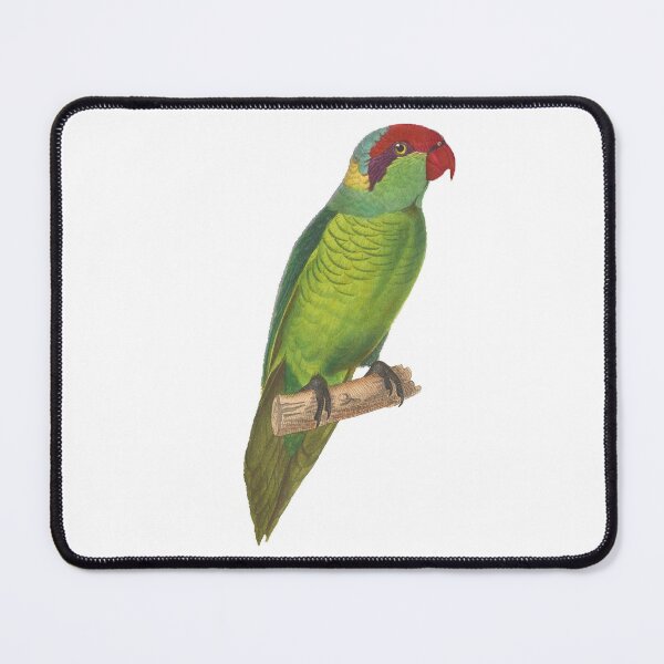 Item preview, Vintage illustration green parrot designed and sold by BirbFriends.