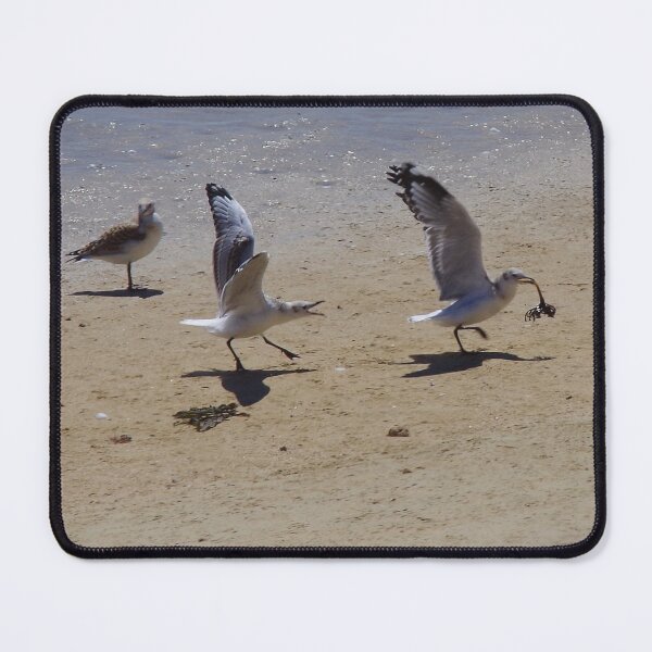 Item preview, The Chase - Gulls On Penguin Island WA designed and sold by lezvee.