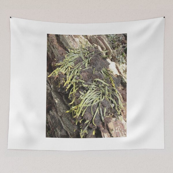 Item preview, Growing Seaweed designed and sold by lezvee.