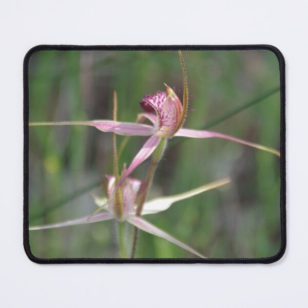 Item preview, Australian Pink Spider Orchid -Caladenia harringtoniae designed and sold by lezvee.